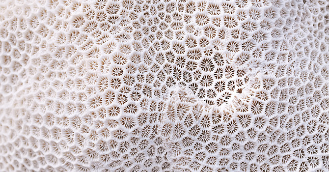 coral