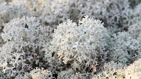 moss