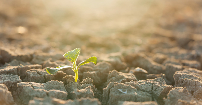 planting seed