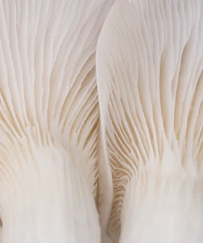 sustainability portfolio