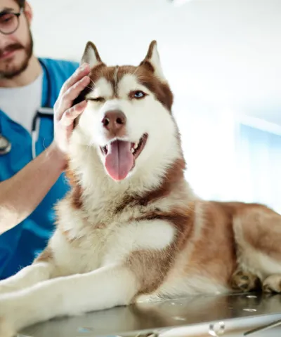 banner dog