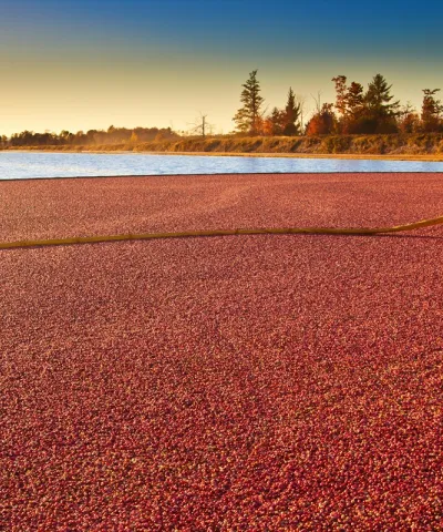 Commercial excellence in the cranberry industry