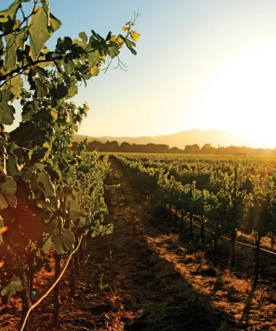 ca vineyard