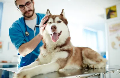 banner dog