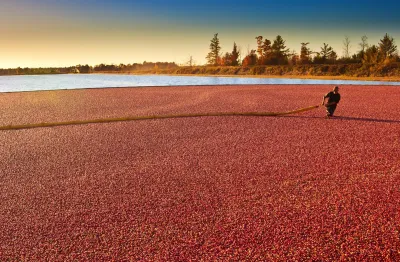 Commercial excellence in the cranberry industry