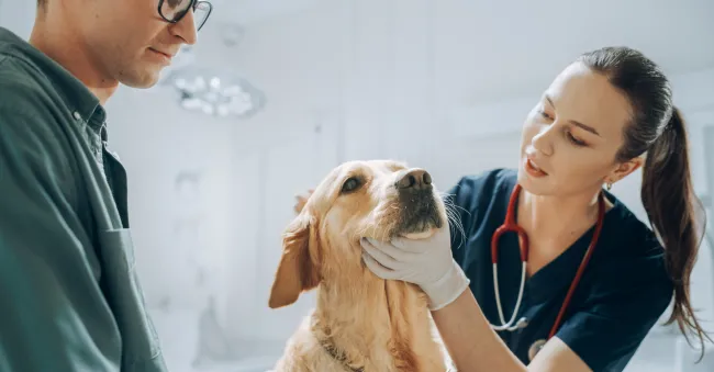 animal health product