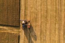 wheat prices