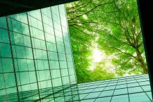 trees through office building
