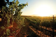 ca vineyard