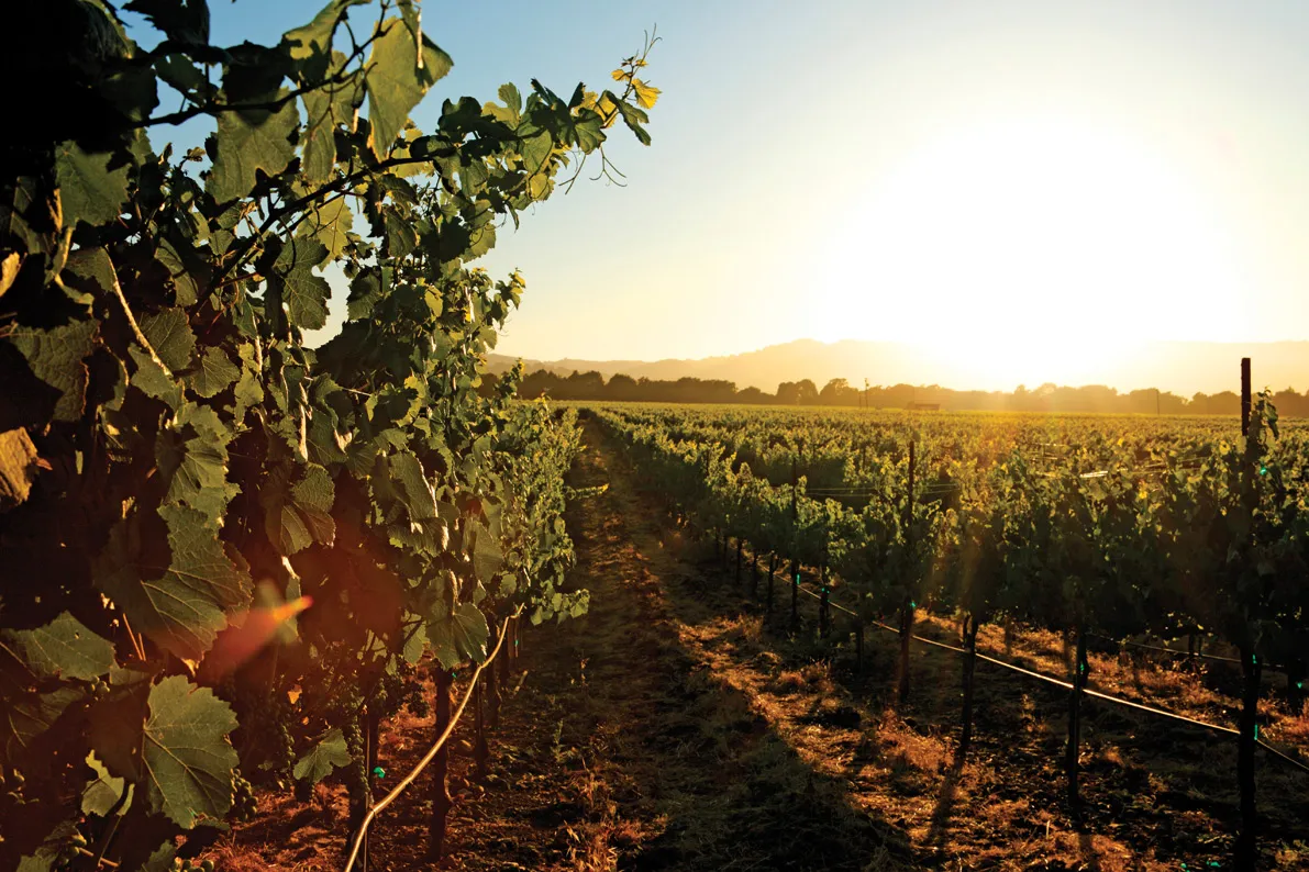 ca vineyard